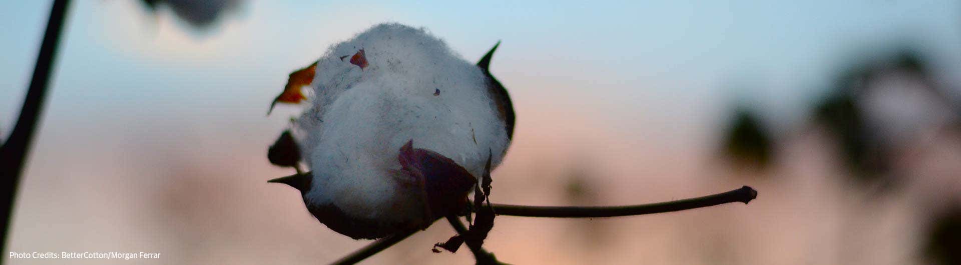 Royal Enfield, Better Cotton-இல் ஓர் பெருமை மிகு உறுப்பினராக உள்ளது